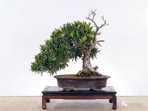 羅漢松種植風水